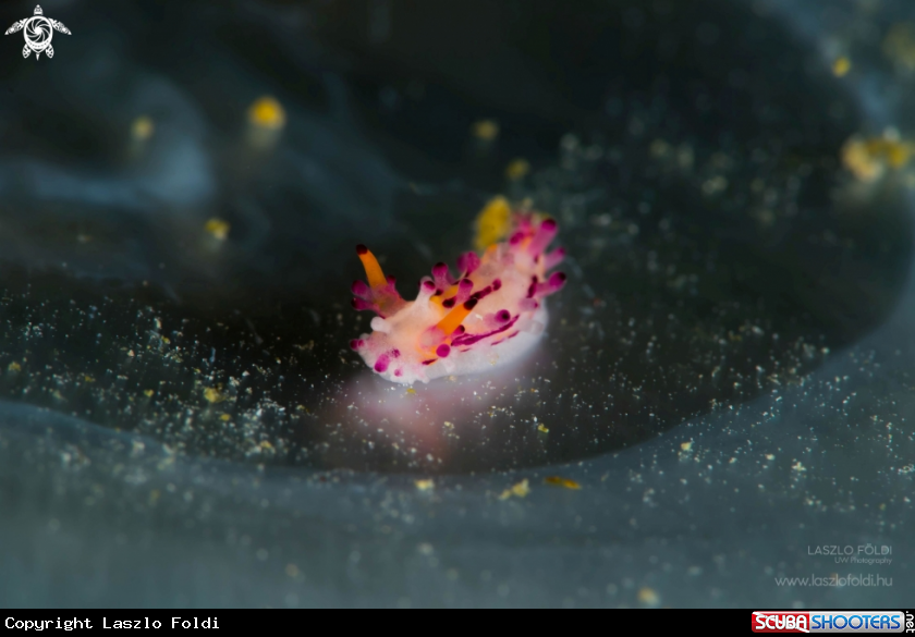 A Nudibranch