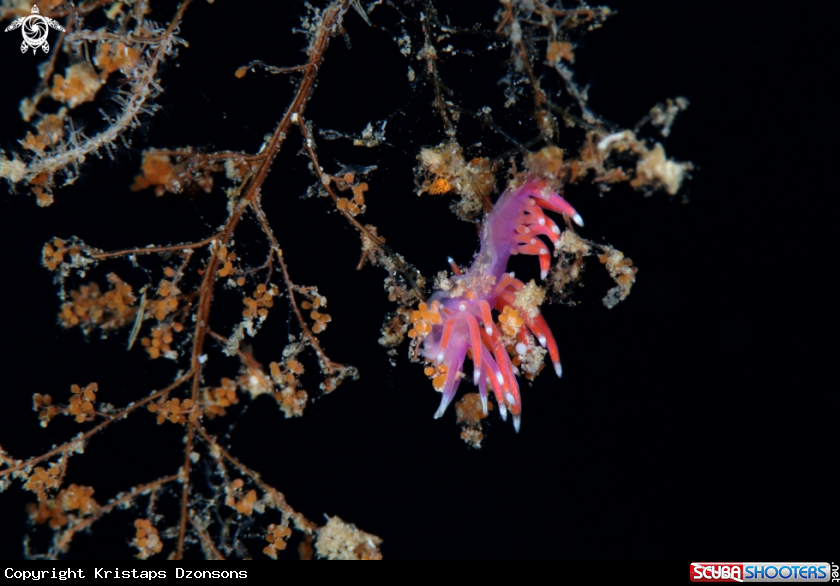 A Edmundsella pedata nudibranch