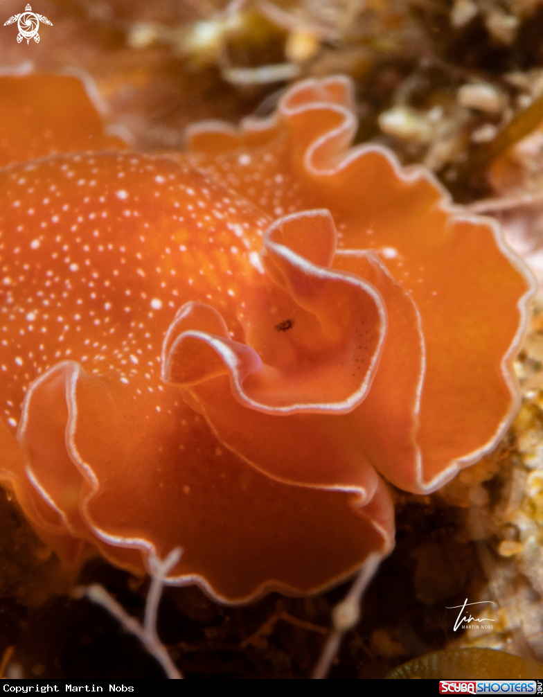 A Yungia auarantiaca