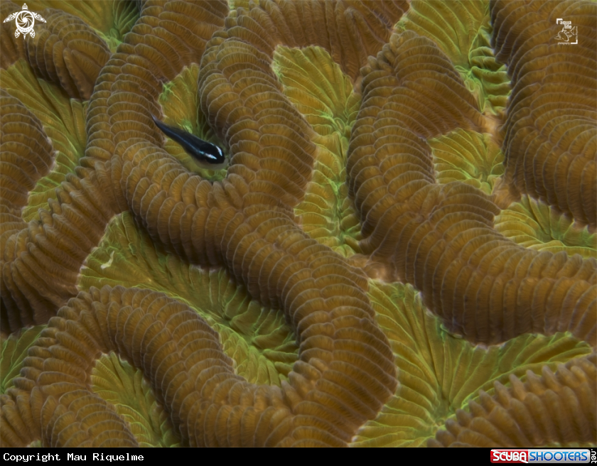 A Caribbean Neon Goby