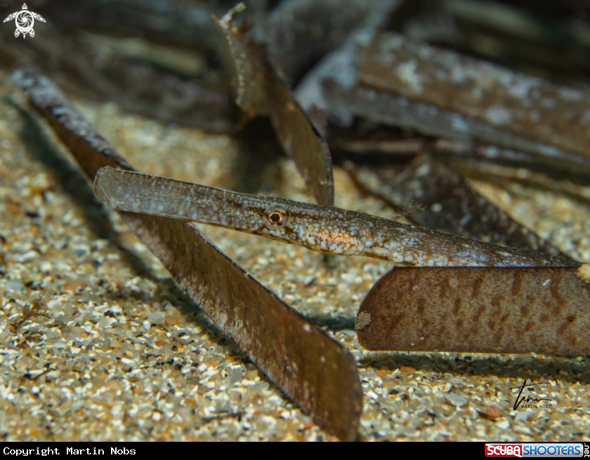 A Broadnosed Pipefish