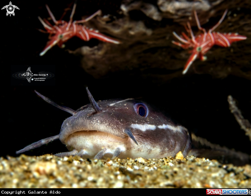 A Stripped Catfish - Camel Shrimp