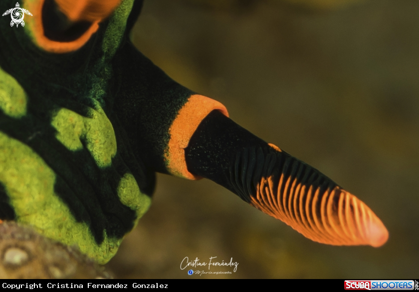 A Nudibranch