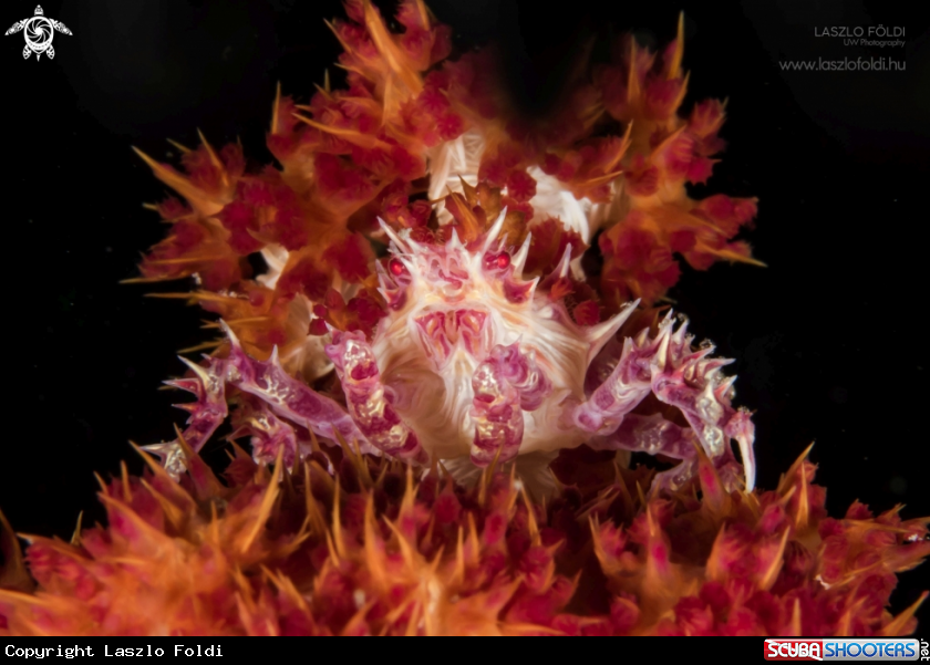 A Soft coral crab