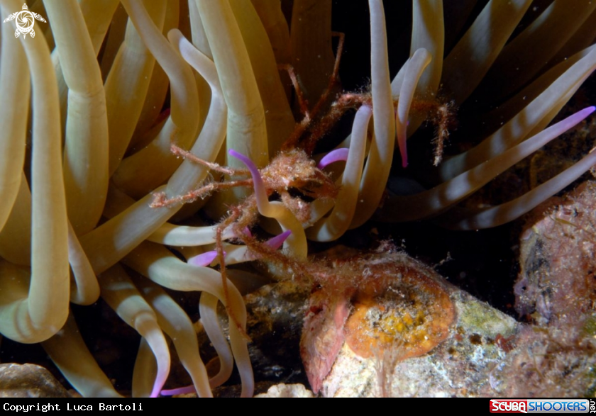 A underwater creature