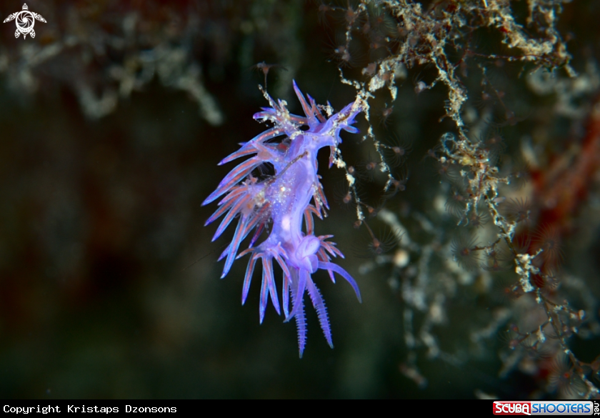 A Flabellina affinis nudibranch