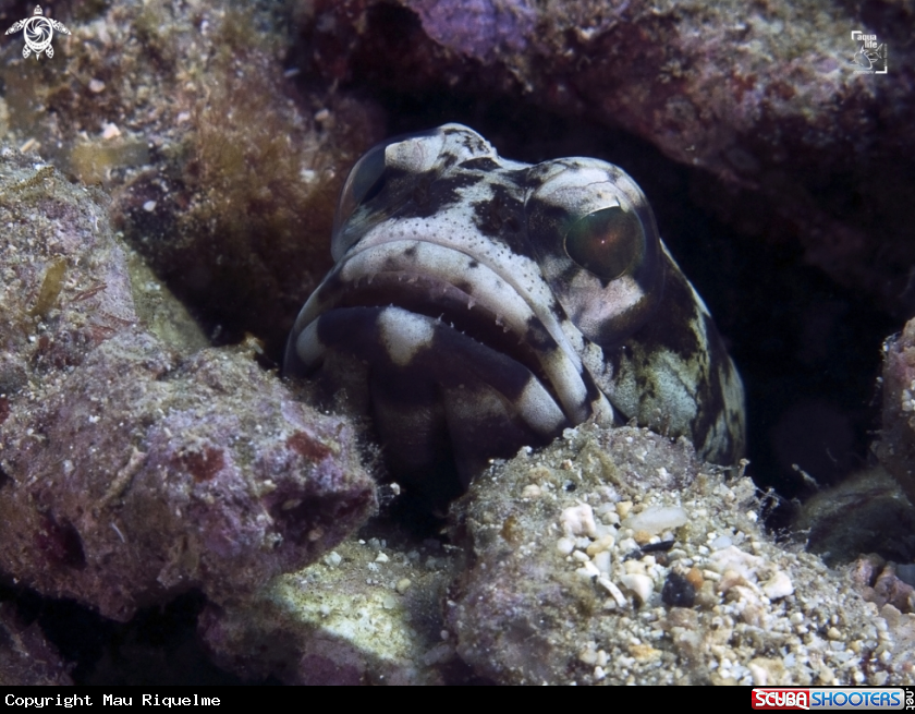 A Mottled Jawfish