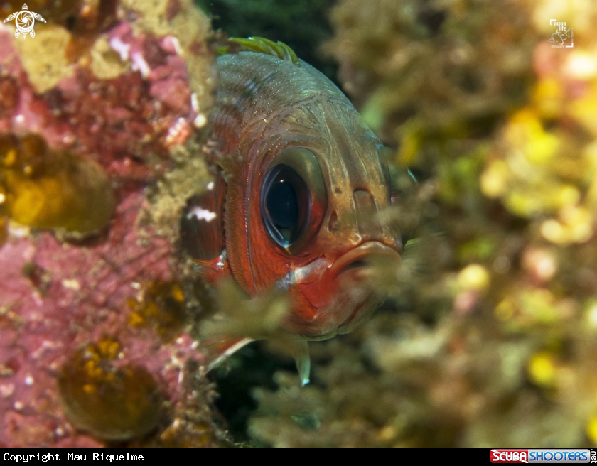 A Squirrelfish