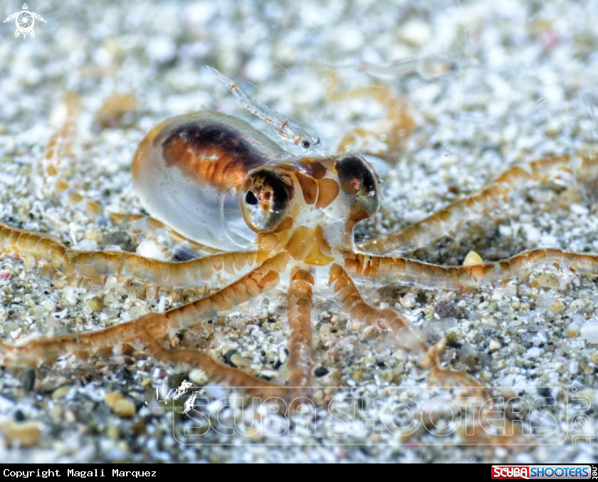 A Juvenile octopus 
