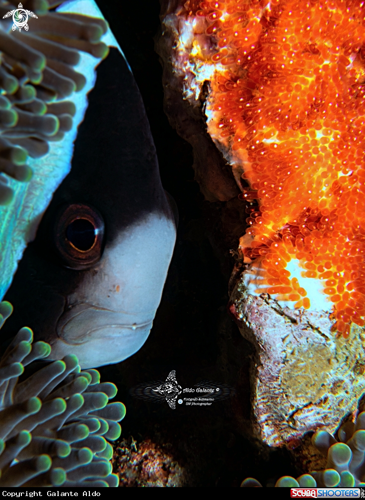 A Clownfish