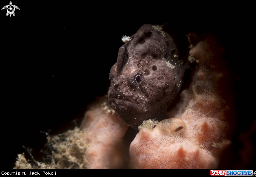 A Painted frogfish