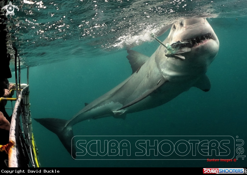 A underwater creature
