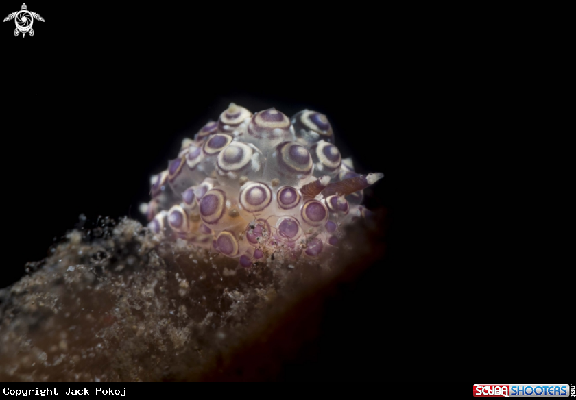 A Janolous sp.