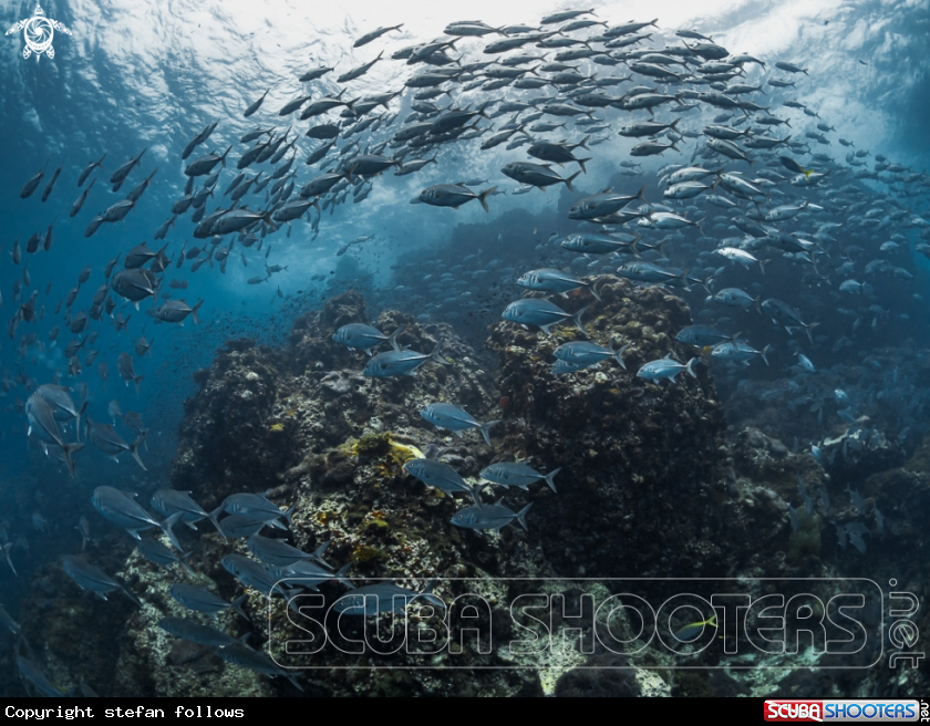A Big Eye Trevally
