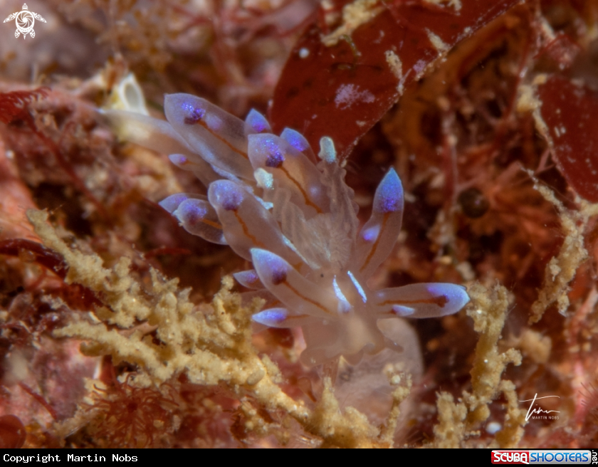 A Antiopella cristata