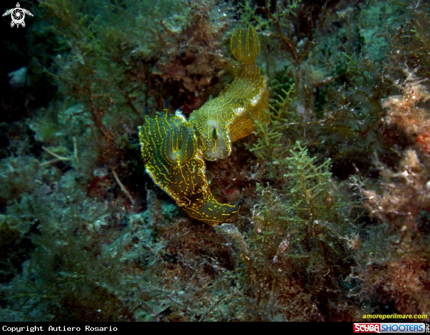 A Nudibranchi 