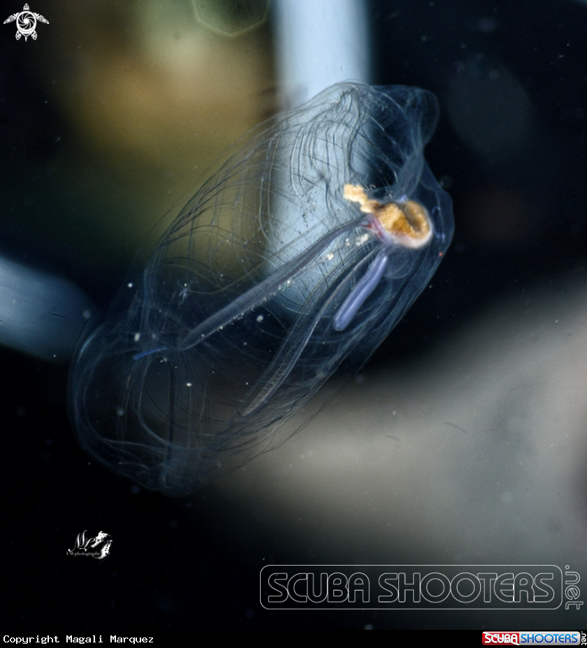 A Living salp 
