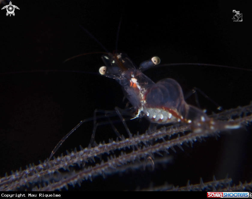 A Black Coral Shrimp