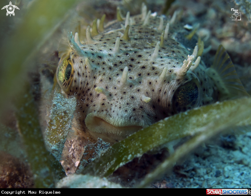 A Bridled Burrfish