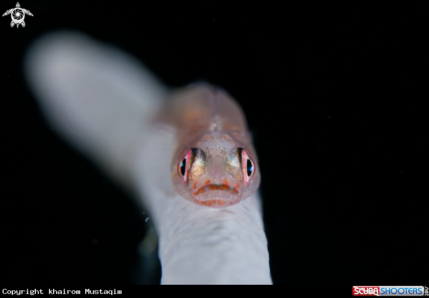 A Whip Coral Goby