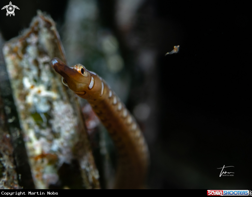 A Shortnosed Pipefish