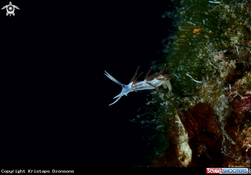 A Paraflabellina gabinierei nudibranch