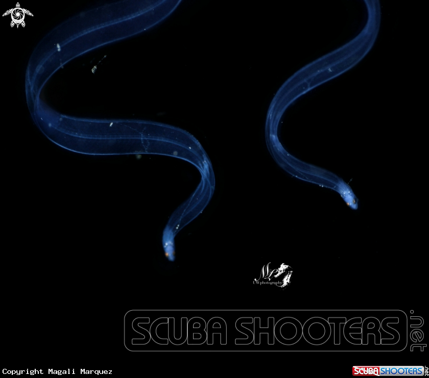 A Eel Larvae stage 
