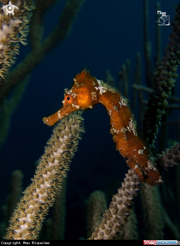 A Longsnout Seahorse