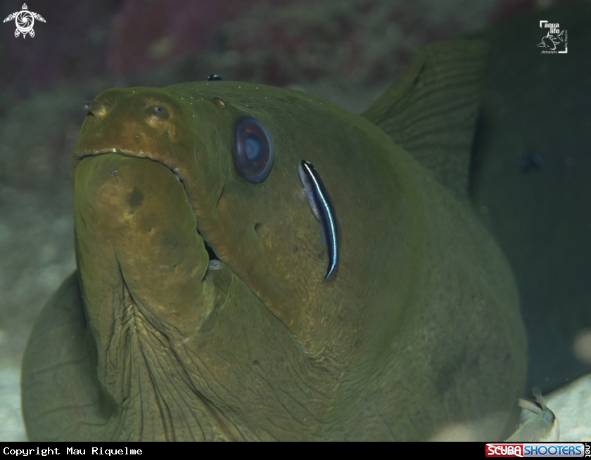 A Goby cleaning a Green Moray