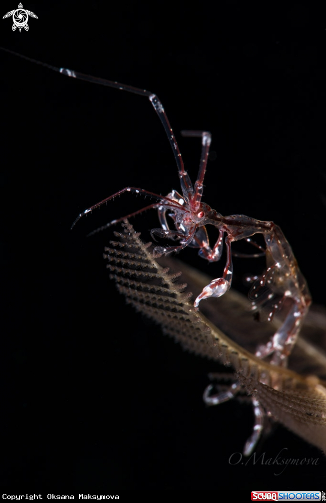 A Red-Strip Skeleton shrimp  (Protella similis)