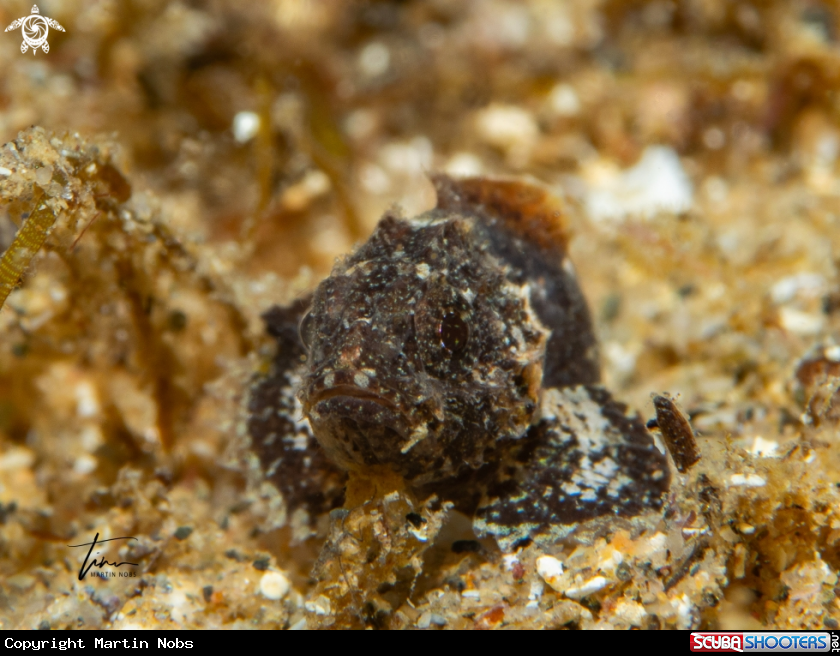 A Scorpionfish