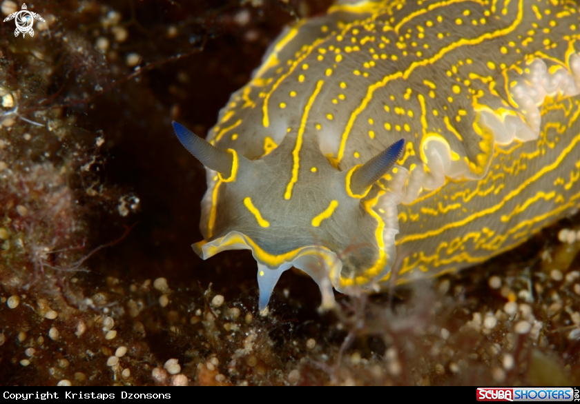 A Felimare picta nudibranch