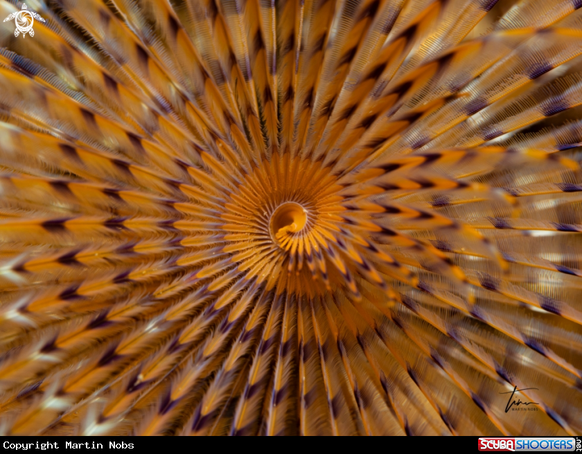 A Mediterranean Fanworm
