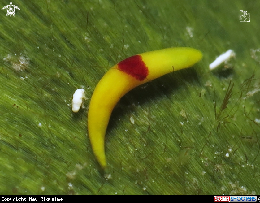 A Red Spot Banana Worm