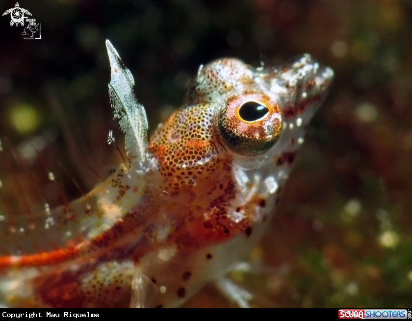 A Fine-cirrus Blenny