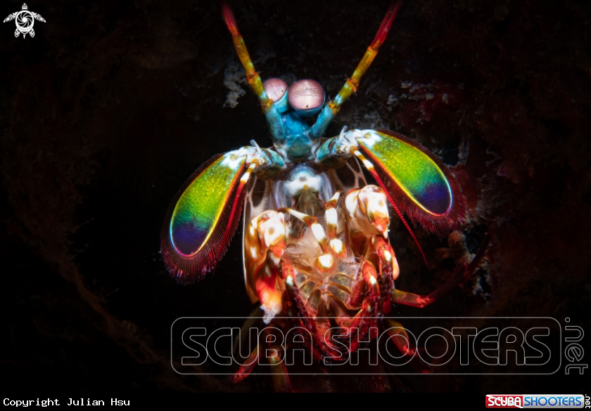 A mantis shrimp