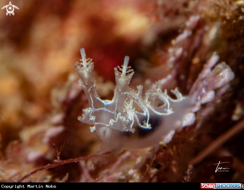 A Marionia blainvillea