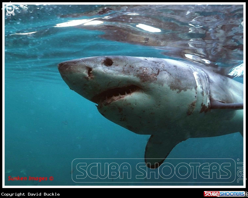 A underwater creature
