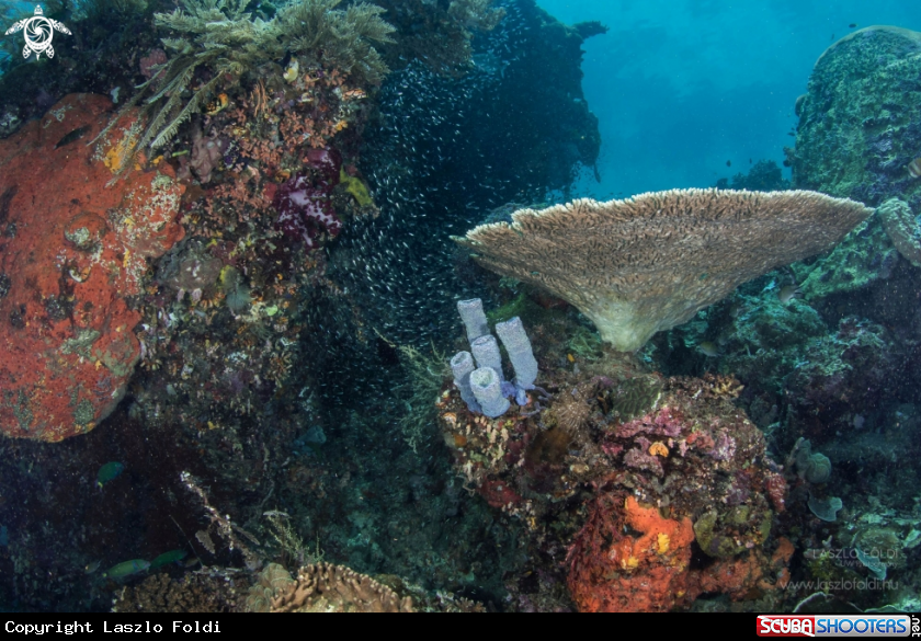 A Reef scene 