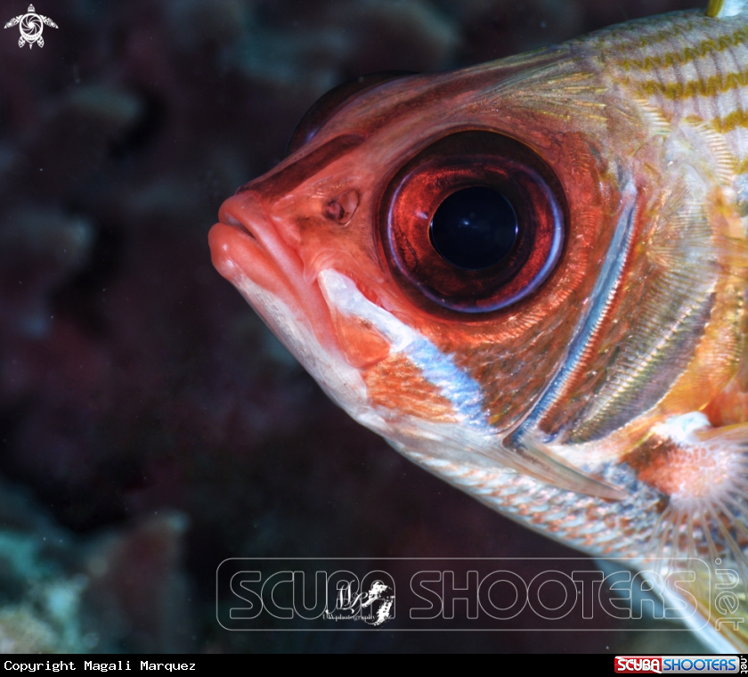 A Squirrelfish 