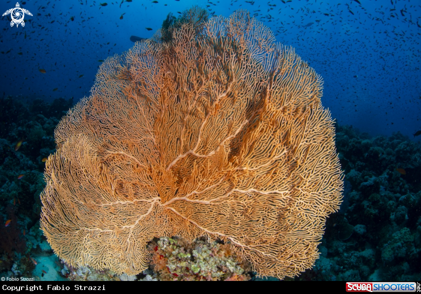 A Gorgonia
