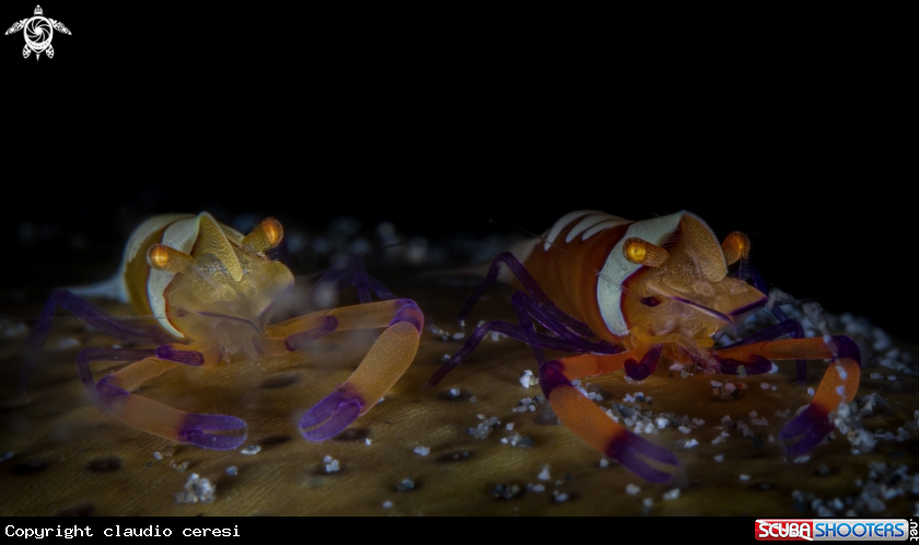A emperor shrimp