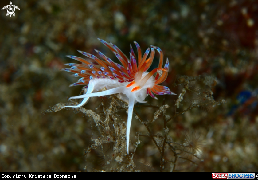 A Cratena peregrina nudibranch