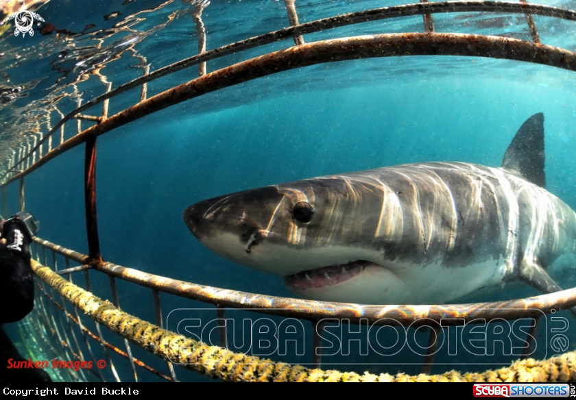 A underwater creature
