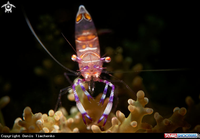 A SHRIMP