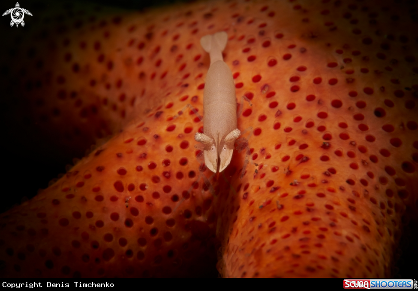 A SHRIMP