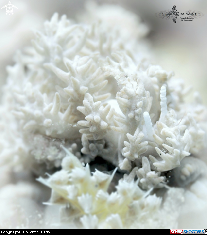 A White Nudi
