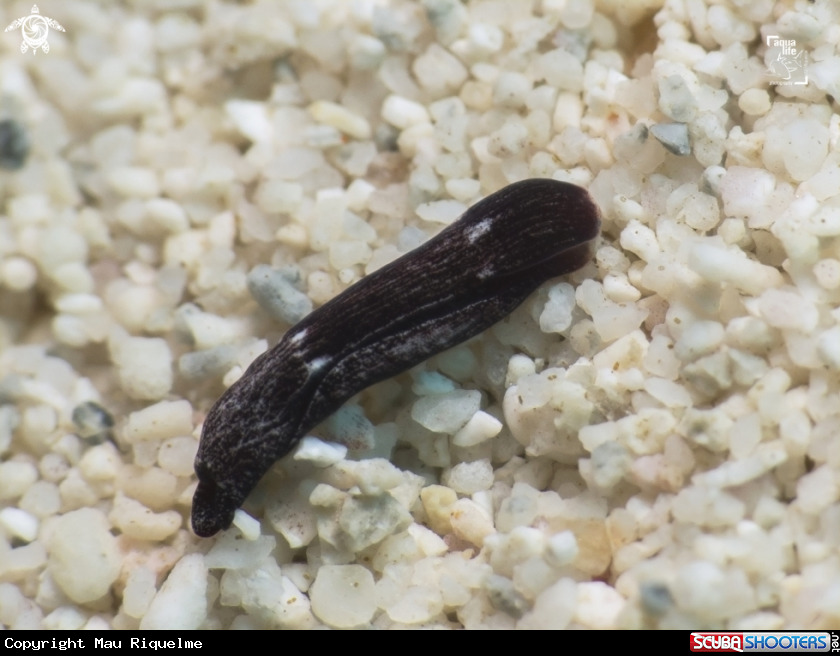 A Variety of Black Aglaja