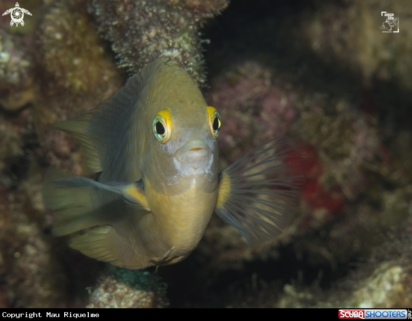 A Three Spot Damselfish