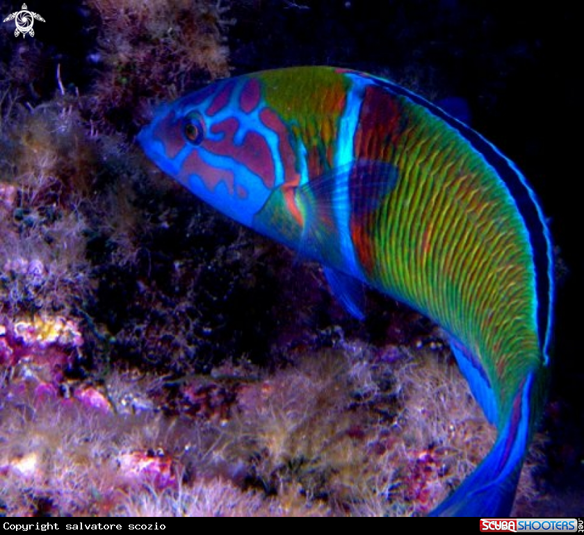 A underwater creature